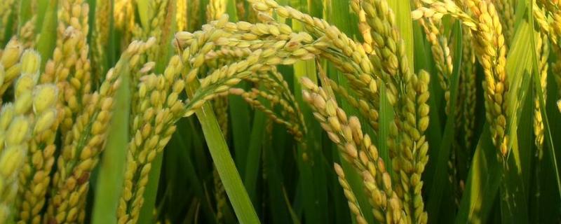 南粳9108品种介绍