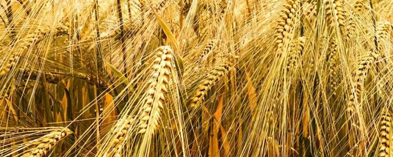 烟农19和烟农1212有什么区别