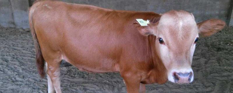 一头牛有多少吨,牛睡觉会闭眼睛吗