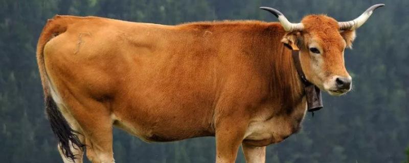 牛饲料配方表配料详细,牛饲料添加剂有哪些