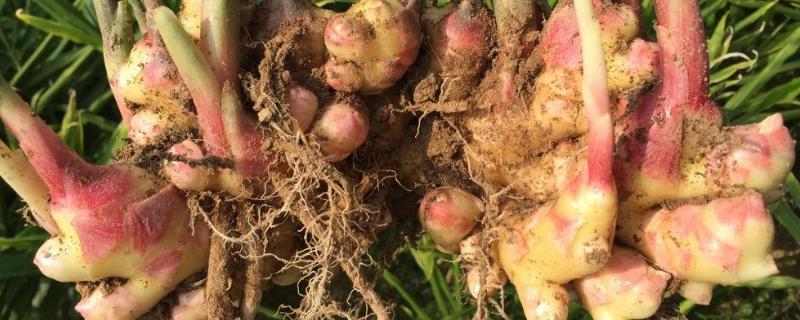 生姜一亩地能收多少斤,生姜的种植方法