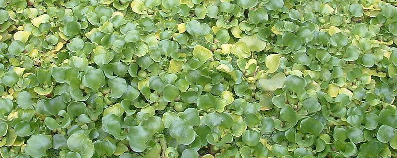 水葫芦泡在水里几天就烂了,水葫芦怎么去除