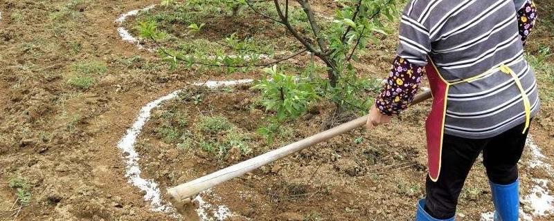 复合肥能不能直接撒在菜上,附使用方法和注意事项