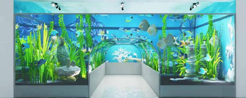 蛋白虫繁殖过程,蛋白虫是什么虫