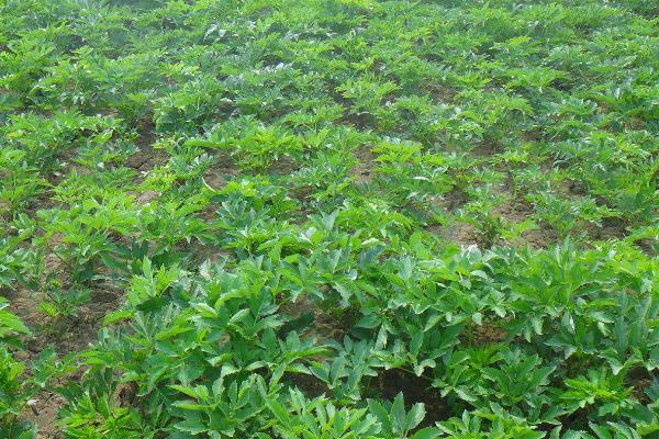 什么药材一年一收