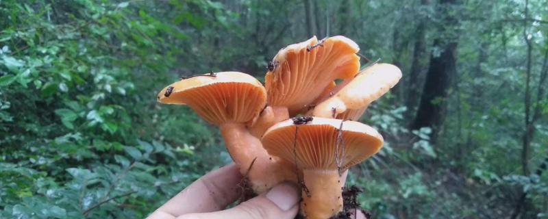 枞树菌生长环境,枞树菌的特征