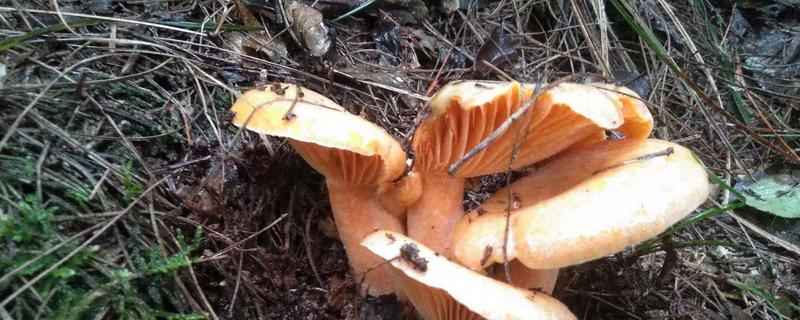 枞树菌生长温度和时间,枞树菌可以人工种植吗