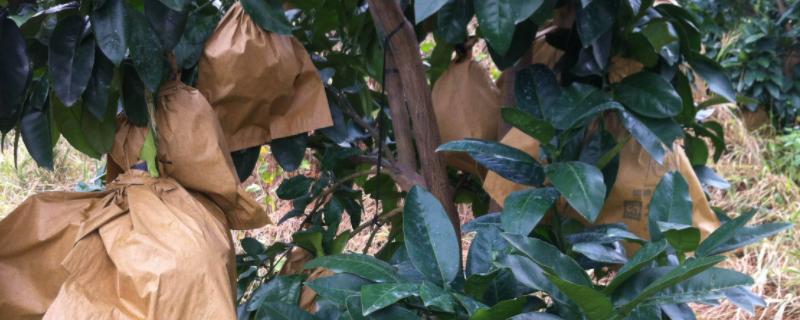 套袋的目的,套袋用什么颜色好