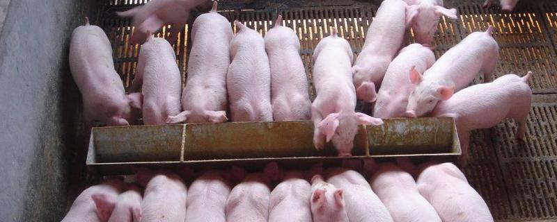 小猪拉黄白痢用什么药物治疗,是什么原因导致的