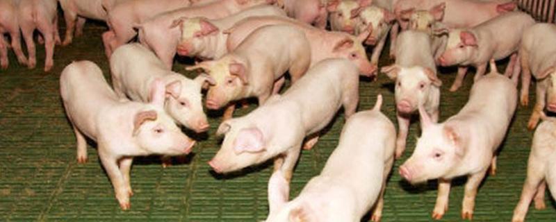 小猪吃什么,吃饱了是什么状态