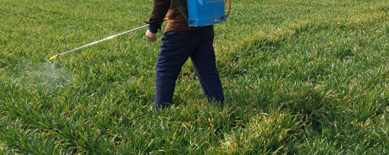 扑草净除草剂介绍,是苗前用还是苗后用