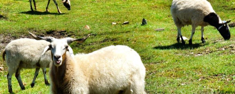 羊磨牙是怎么回事,如何防治