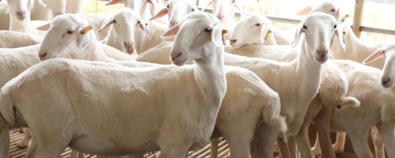 怎样判断母羊肚子里有几只羊,母羊产后奶水少怎么办