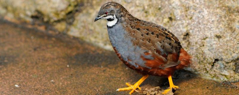 新手养鹌鹑必看方法,鹌鹑一般多重