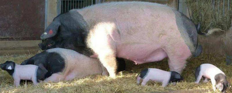 母猪自然配种方法,母猪不发情怎么办