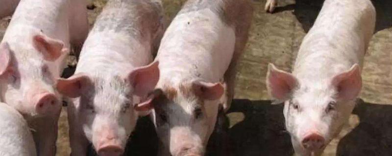 猪止泻最快的偏方,猪拉肚子是什么原因引起的