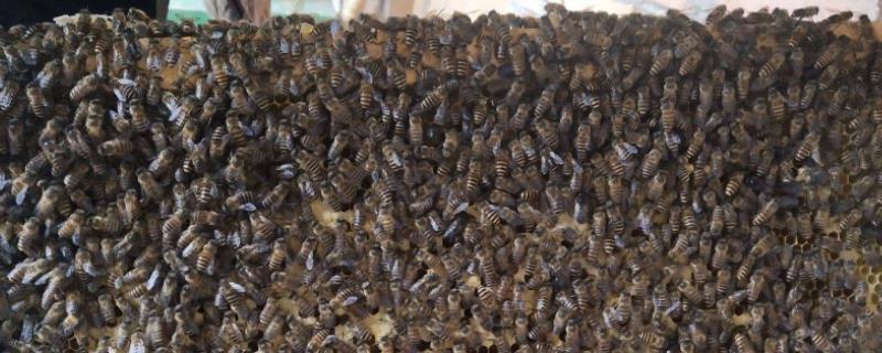 11月份收的蜂能不能过冬,过冬需要喂糖水吗