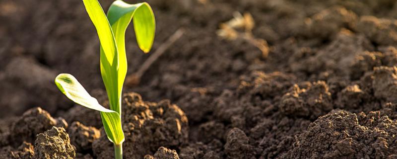 土地肥沃具体表现在什么地方，土地肥沃的条件