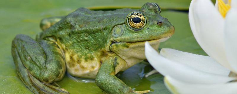 田鸡又叫什么名字,田鸡和青蛙的区别
