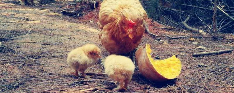 小鸡喜欢吃什么,小鸡的饲料和大鸡的一样吗