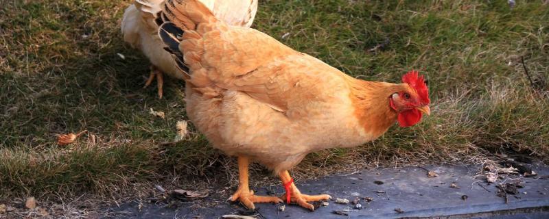 一只鸡一年可以产多少个蛋,蛋鸡是什么品种的鸡