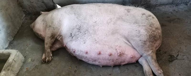 母猪生产时发抖是怎么回事,母猪生产需要多长时间