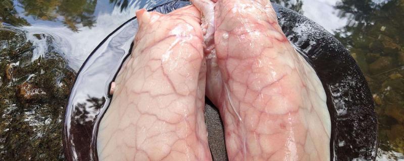 高温能杀死猪肺里的细菌吗,猪肺是内脏吗