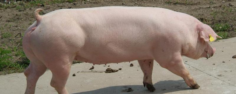 猪输精为什么倒流出来,猪输精管的使用方法