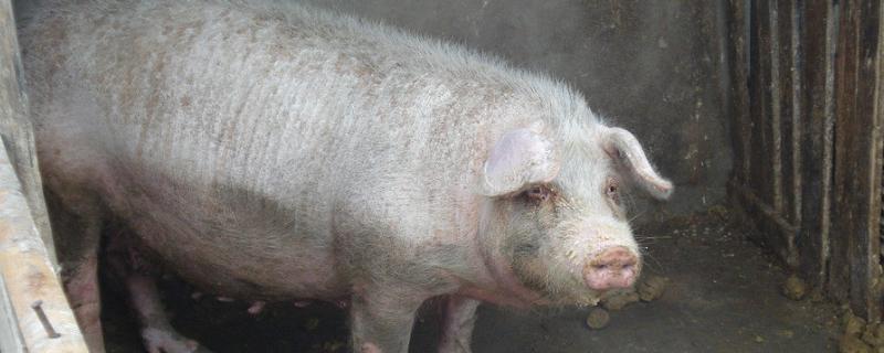猪的毛是如何去除的,猪毛是什么颜色的