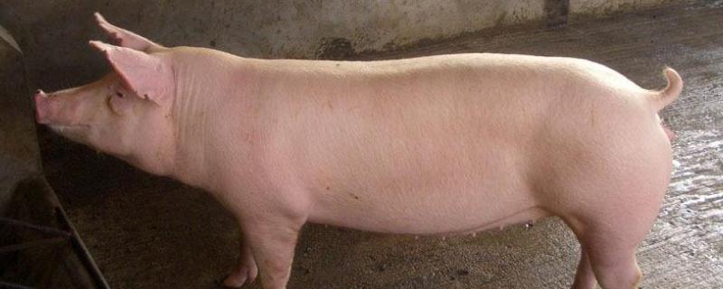 后备母猪配种最佳时期,后备母猪不发情用什么方法