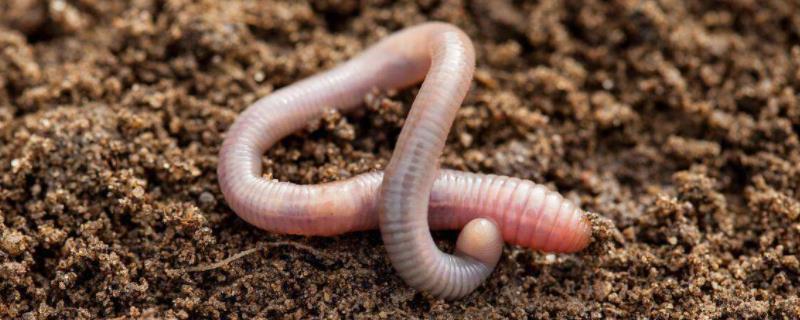 蚯蚓繁殖方式，附养殖方法