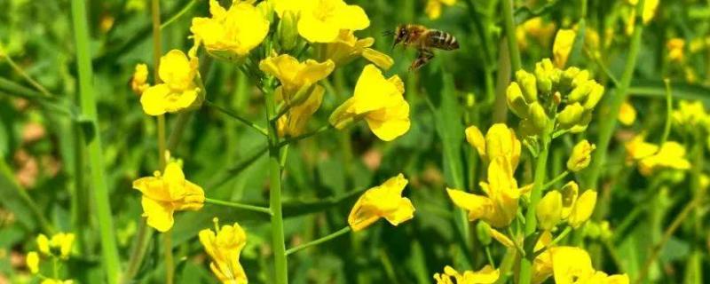 油菜白叶是什么原因,如何防治