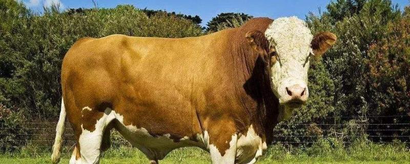 牛怕冷吗,冬天怎么养,牛的体重是多少