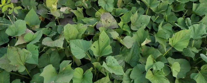 红薯苗怎么育苗,红薯秧做青储饲料的方法