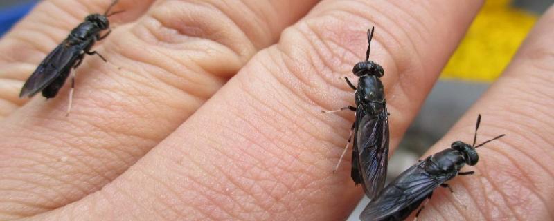 黑水虻是什么东西,附养殖方法