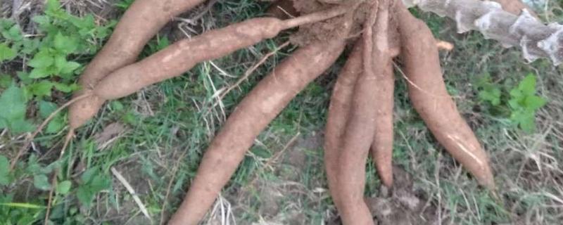 木薯生长周期,木薯和红薯的区别