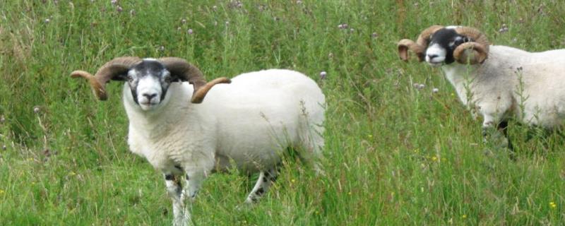 羊不吃草呆立没有精神怎么治,是什么原因导致的