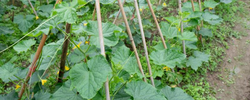 黄瓜怎么种,用什么肥料好