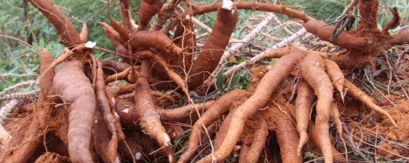 木薯种植期几个月能收获了,附种植方法