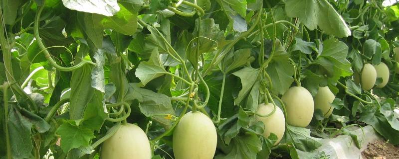 露天甜瓜亩产多少斤,附种植方法