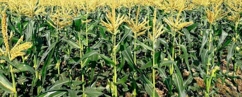 良玉99和登海良玉99区别,附简介