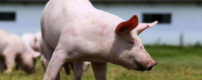 畜禽标识编码由什么组成,畜禽标识和养殖档案管理办法