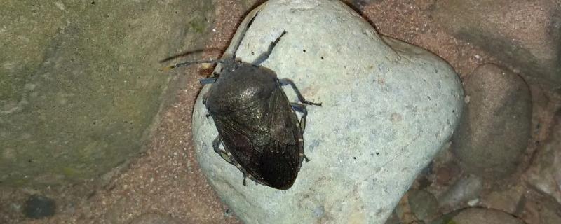 九香虫生长在什么地方怎样捕捉，九香虫与臭大姐的区别