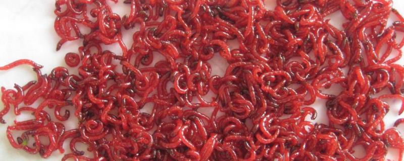 红虫室内养殖技术，红虫养殖需要什么条件