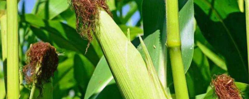 东单1331抗锈病吗,附简介