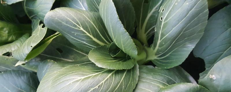 青菜亩产量一般是多少公斤,附种植方法