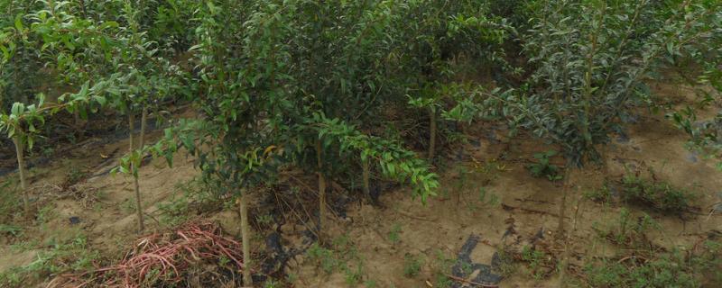 氯氟氰菊酯杀什么虫,是有机磷农药吗