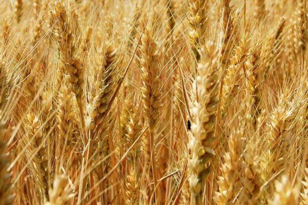 郑麦1860小麦品种介绍