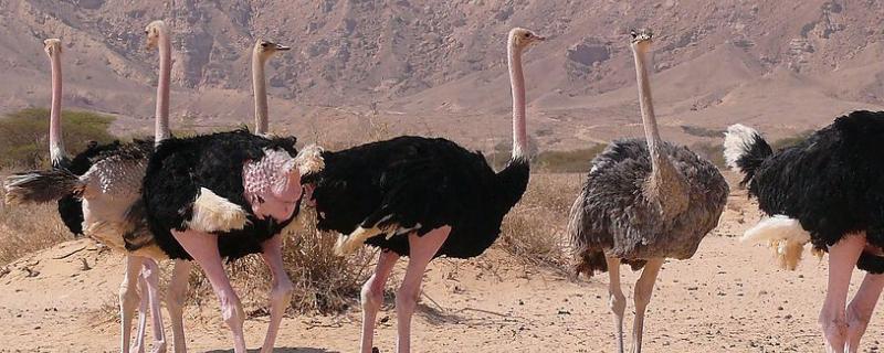 鸵鸟会不会飞，奔跑速度快不快