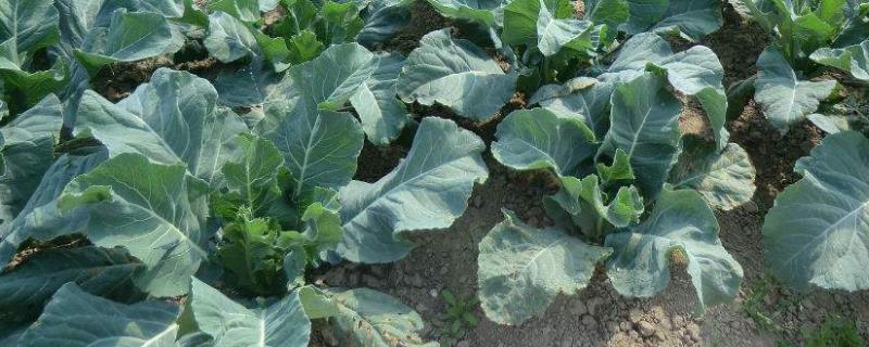 甘蓝怎样快速包心,附包心期的肥水管理